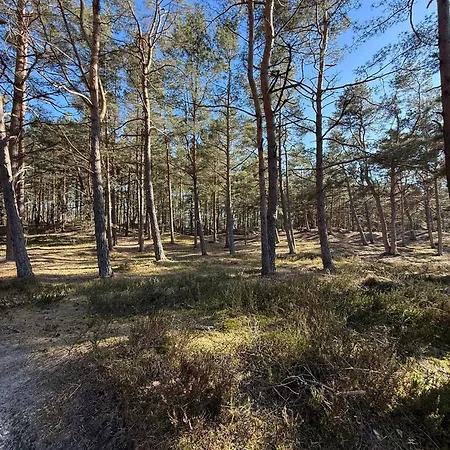 Apartmán Pine Leba